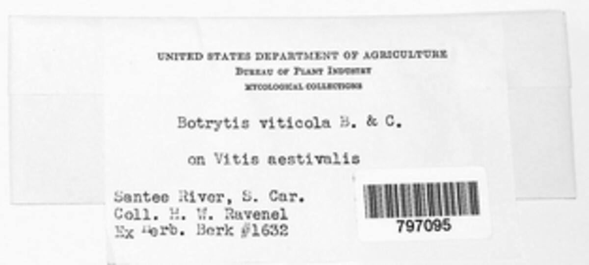Botrytis viticola image
